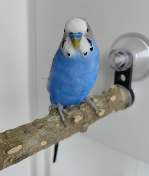 Houten Vogelbaars met Zuignap voor Raam, Spiegel en Douche – Natuurlijke Zitstok voor Huisdier Vogels