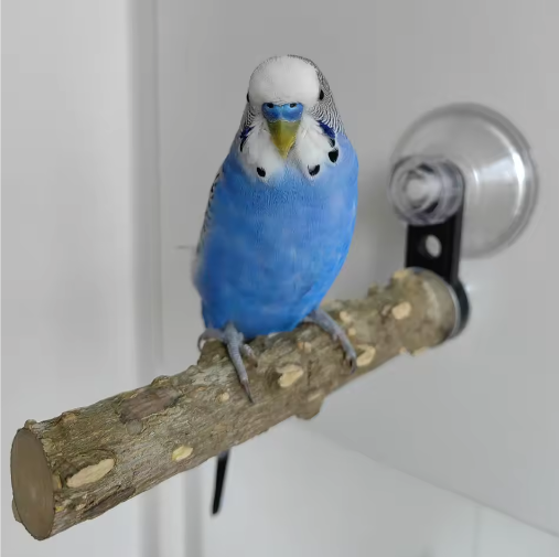 Houten Vogelbaars met Zuignap voor Raam, Spiegel en Douche – Natuurlijke Zitstok voor Huisdier Vogels