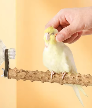 Houten Vogelbaars met Zuignap voor Raam, Spiegel en Douche – Natuurlijke Zitstok voor Huisdier Vogels