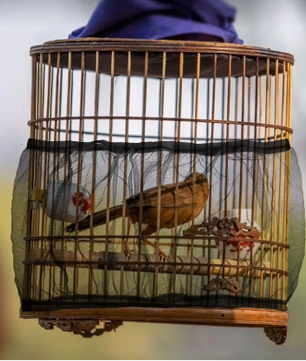 Mesh Vogelkooi Cover – Nylon Zaadvanger en Stofdichte Vogelkooi Bescherming