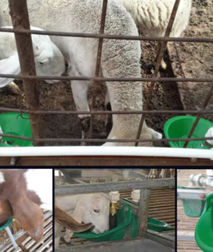 Automatische Drinkbak voor Schapen en Vee – Kunststof Waterbak