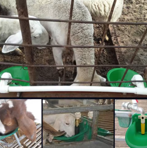 Automatische Drinkbak voor Schapen en Vee – Kunststof Waterbak