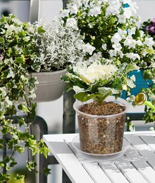 72-Delige Set Transparante Kweekpotten met Dienbladen en Plantenlabels – Plastic Zaai- en Kweekpotten met Drainage