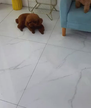 Beer Poot Huisdierbed - Comfortabele Slaapplek voor Honden en Katten