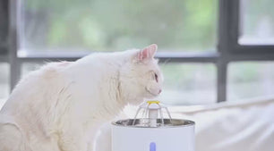 Automatische Kattenfontein - 2.4L Waterdispenser met Filter